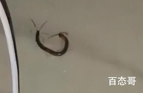 女子睡觉时被10厘米蜈蚣咬太阳穴 把它抓起来做成中药卖掉