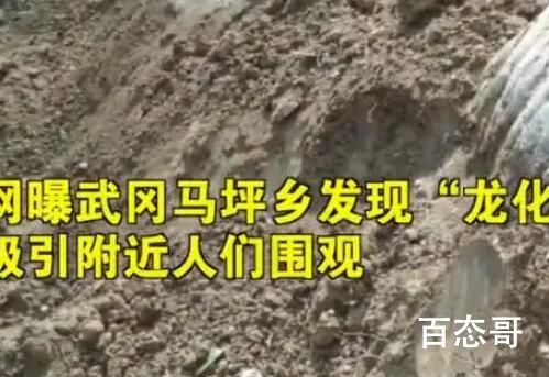 湖南邵阳疑似挖出龙化石?当地回应 难道龙也真实存在过