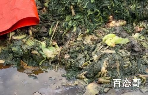 知名橄榄菜企业生产环境触目惊心 315过后啥都吃不下了