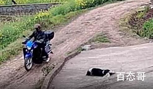 老太阻拦偷狗贼被推入菜地 这小偷智商不行盗窃转抢劫真刑