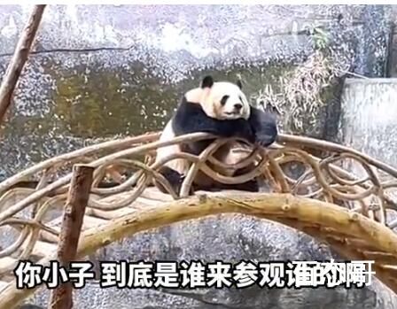 重庆动物园大熊猫反向参观游客 熊猫：不服你进来我出去