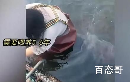 女子喂养500斤大鱼当宠物  背后的真相让人始料未及