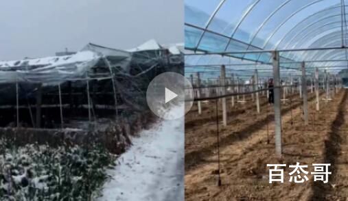 河南突降大雪 农户40亩葡萄棚被压塌 今年葡萄又贵喽！
