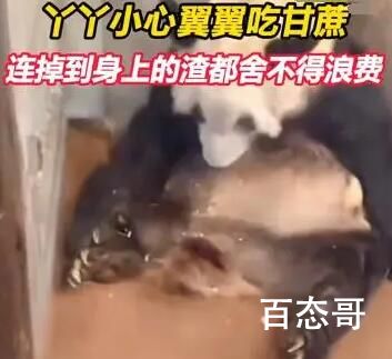 丫丫吃甘蔗小心翼翼不舍得浪费 它是饿极了才这样的！