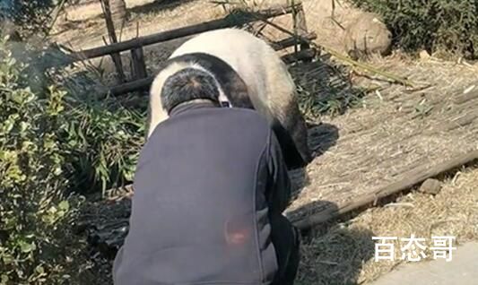 游客私自翻进园内逗大熊猫 成年熊猫极具有攻击性