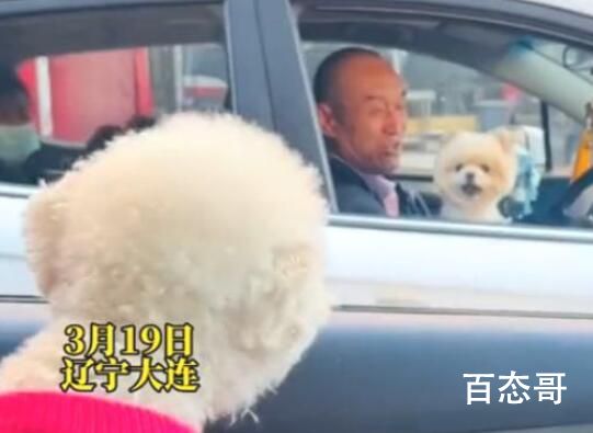 主人堵车半小时两狗子隔窗吵架 狗上了正驾驶不扣分吗 