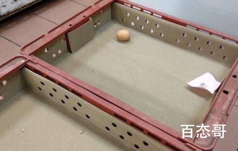 台媒:岛内蛋价持续飙涨 到底是怎么回事