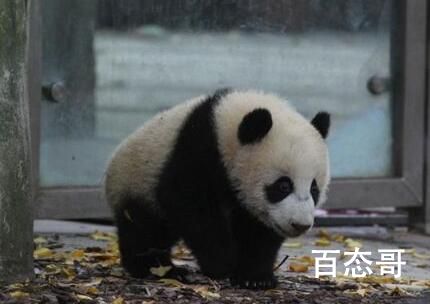 游客回忆最后一次见到宝新 宝新食欲一直不怎么样