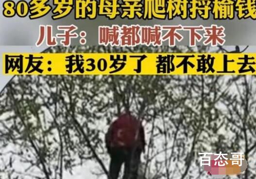 80多岁老太爬树摘榆钱 喊都喊不下来 这要是摔下来算谁的？