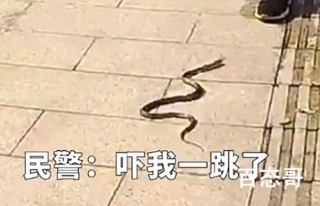 民警从嫌疑人裤兜掏出眼镜蛇 背后的真相让人惊愕