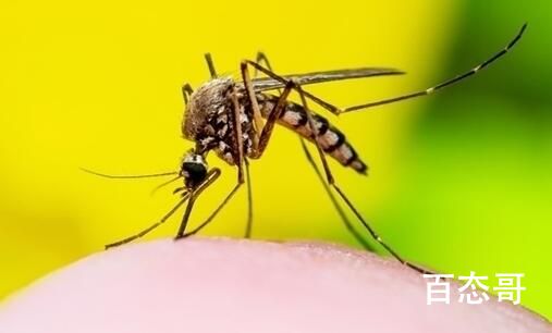 刚三月就有蚊子?专家解释 身处苏南地带一年四季都有就没断过