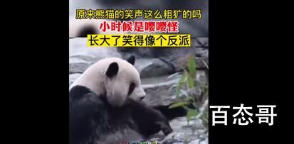 原来熊猫的笑声这么粗犷吗 猪八戒的笑声