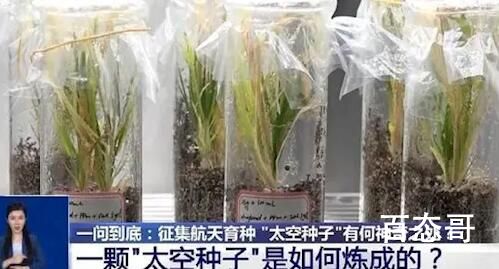 上天入地的太空种子这样炼成 杂交水稻和太空育种两个概念太空是基因突变重组