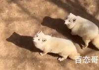 白狐胖成煤气罐是为御寒 起码说明动物园没有虐待狐狸
