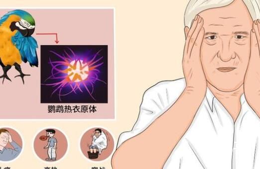 多地出现鹦鹉热患者 专家发声 究竟是怎么一回事