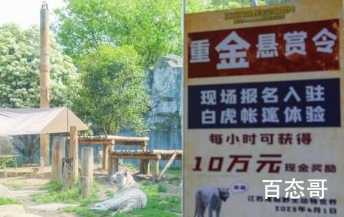 动物园回应与虎同住1小时奖10万 这么做有什么意义