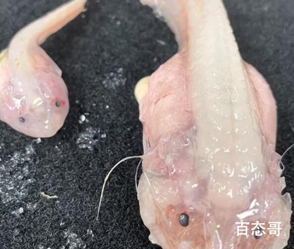 日本8336米深海发现怪鱼 这种鱼能吃吗