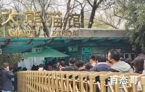 旅美大熊猫丫丫回国进入倒计时 希望这一天能够早点到来