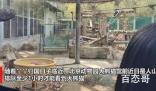 旅美大熊猫丫丫回国进入倒计时 终于要回家了