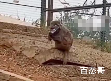 猴子捡走游客手机还接了电话 这猴子的进化快接近人了