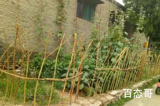 白岩松评农村房前屋后禁种蔬菜 不种菜平常吃什么