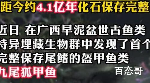 广西发现九尾狐甲鱼化石 有没有可能草鱼钻到了鲎的壳子里了 