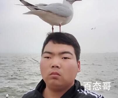 《抖音》海鸥会为我停留而你呢是啥意思 