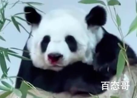 旅泰大熊猫林惠死亡 死亡原因是什么