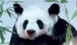 旅泰大熊猫林惠死亡 死亡原因是什么
