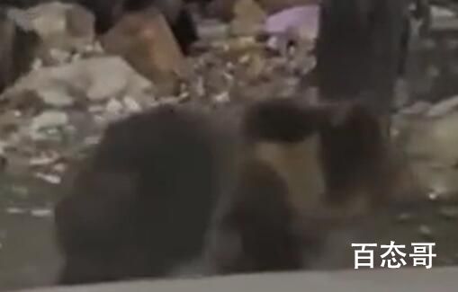 男子自驾遇18头棕熊觅食 是不是光头强又出来了？