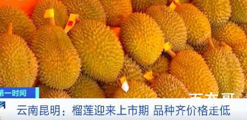 榴莲批发价1斤低至20元 背后的真相让人始料未及