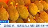 榴莲批发价1斤低至20元 背后的真相让人始料未及