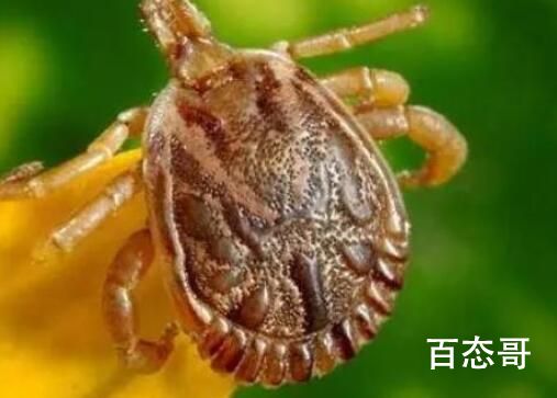 老太被蜱虫叮咬去世 四名亲属感染 有些虫子毒性特别猛