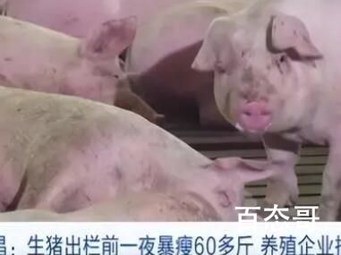 警方回应生猪一夜“暴瘦”60多斤 这又是什么科技与狠货
