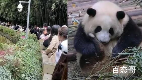 游客为看花花排队2小时:看3分钟 熊猫也出名星？
