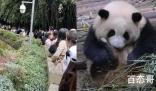 游客为看花花排队2小时:看3分钟 熊猫也出名星？