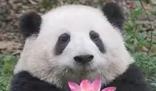 西瓜烂了是什么梗 西瓜烂了是啥意思