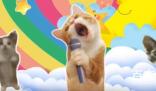 小猫happy happy happy是什么梗 小猫happy happy happy是啥意思
