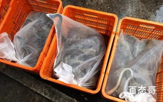 一夜偷1000斤蛇500枚蛇蛋4人落网 究竟是怎么回事