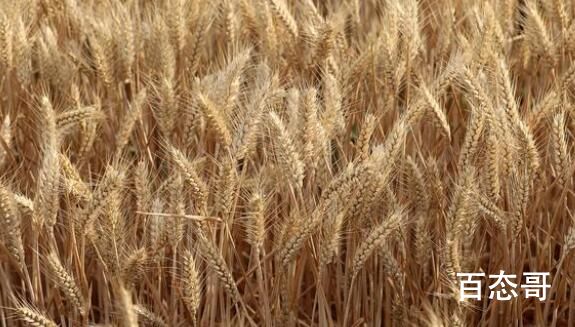 当传统小麦遇上现代机械化收割 要加强科技助农让希望的田野充满活力！ 