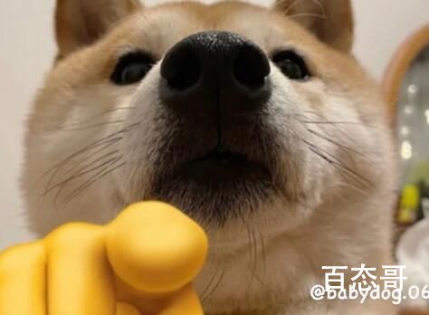 谢谢小狗是啥梗 谢谢小狗梗出自于哪里