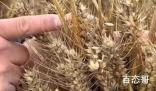 河南79岁老农手捧发芽小麦抹泪 收割机不耽误三天的麦子在下雨之前会收割完的