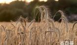 河南麦收季遇10年最严重“烂场雨”  是天灾还是人祸？