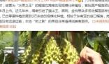 首批国产榴莲预计本月上市  把价格打下来！ 