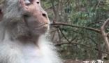 贵州“美猴王”打坐冥想 这是什么品种的猴子