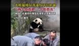 大熊猫洗澡两个半人摁半个负责洗 想要给它们洗澡可不太容易