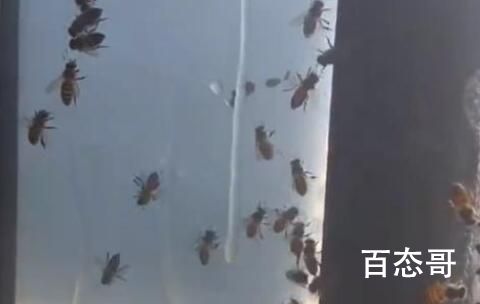 女子家中进蜜蜂 半小时被筑超大蜂巢 收下来可以养蜂了