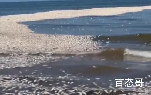 美国一地数千条鲱鱼突然死亡 背后的真相让人震惊
