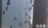 女子家中进蜜蜂 半小时被筑超大蜂巢 收下来可以养蜂了