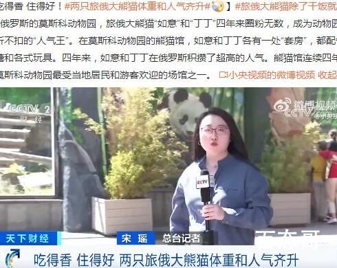 两只旅俄大熊猫体重和人气齐升 背后的真瞎让人始料未及